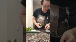 Пересадка замика в Лечузу 🪴