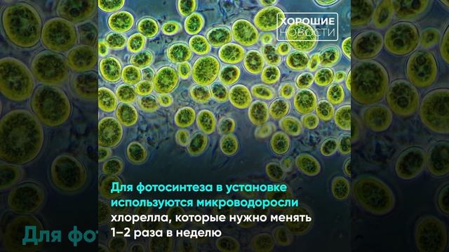 Питерский школьник создал прибор для переработки углекислого газа смотреть онлайн