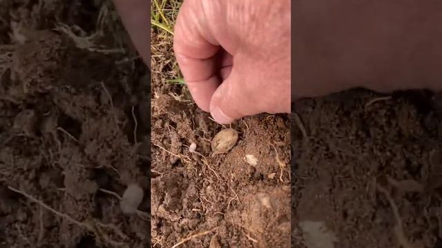 Small Silver Coin Found Metal Detecting