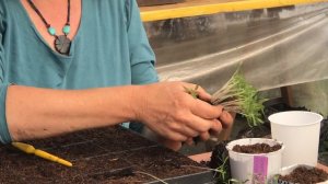 Pikieren von Tomaten