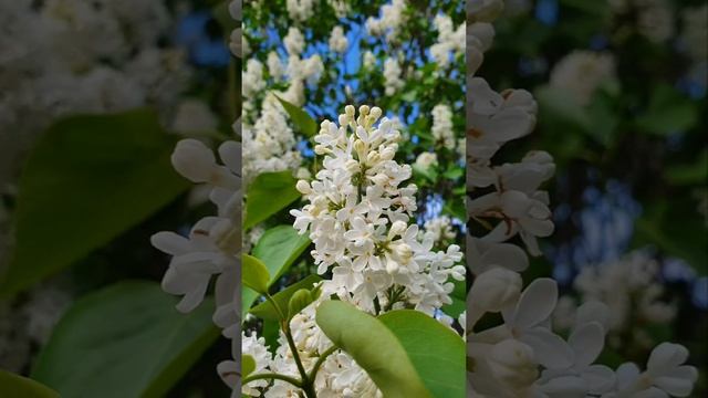 Каждый май "Сирень в цвету" ?авторское стихотворение) #день_победы #авторскиестихи #стихиназаказ