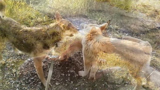 «Памяти любимого пса Носика, уж год как нет тебя» смотреть онлайн