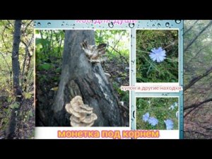 Коп 2017. Монетка под корнем.