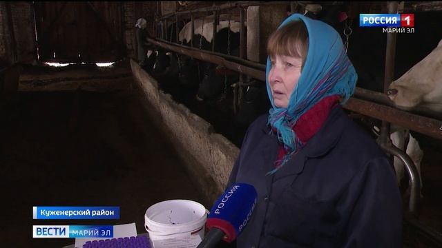 В Марий Эл продолжается вакцинация крупного и мелкого рогатого скота смотреть онлайн