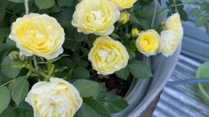 Розы Каталина и Комтесс дю Барри в одном большом кашпо.