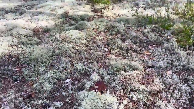 Грибник ОШАРАШЕН! Если б ЭТО не снял НА КАМЕРУ - ВЫ б НЕ ПОВЕРИЛИ! Скажу ГДЕ ЭТО! Карелия Грибы 202 смотреть онлайн