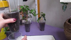 Что делать, если КОРНИ ВЫЛАЗЯТ ИЗ ГОРШОЧКА?