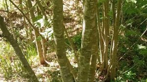 Осина Кора осины Как найти в лесу правильное дерево для лечения когда на нем нет листьев.