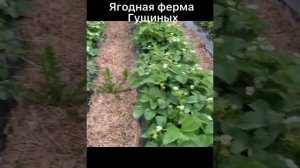 Ремонтантный (нсд) сорт клубники Мурано(Murano)