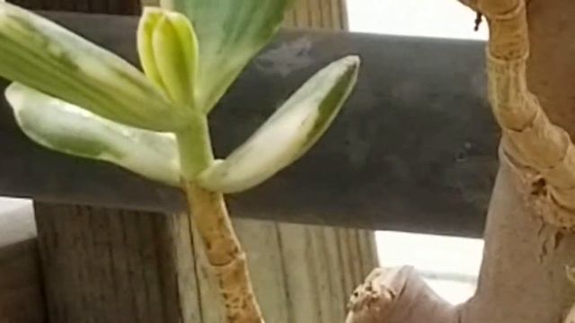 CRASSULA OVATA OBLIQUA VARIEGATA JADE PLANT IN GREENHOUSE смотреть онлайн