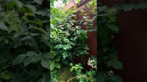 Ежемалина Кумберленд, как выглядит, и где лучше сажать.
