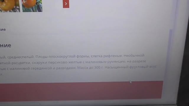 Гномы томатные поражают разнообразием цвета и вкуса!