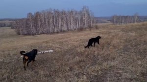 Good days with Luna the panther and rorweiler Venza