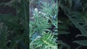 Артишок, пробуем на вкус. 😔 Разочарование полное.