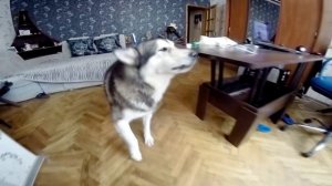 Команды на английском | Дрессировка собак хаски и маламута | Dog training for husky and malamute