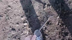 Плотность земли после боронования.