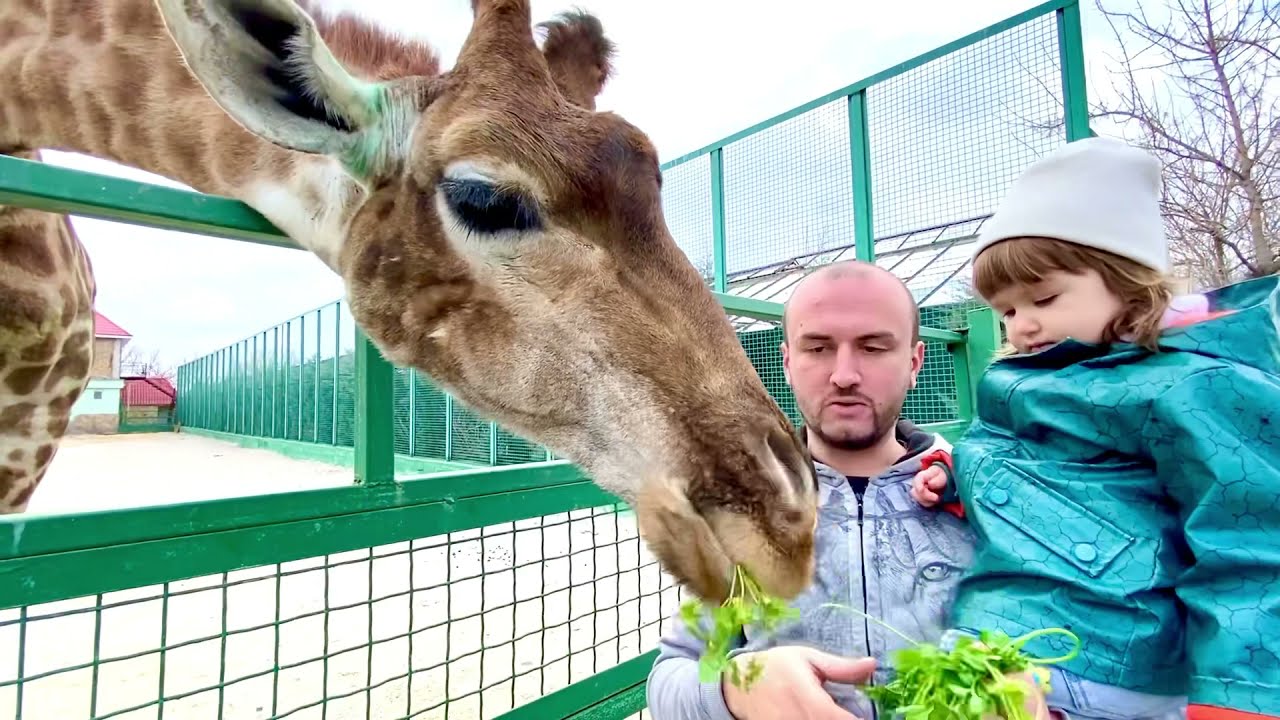 Приключения гамадриленка люси ютуб