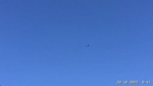 #Pigeons.Про воспаление глаза у голубей.