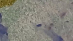 Яйца (Эфипии) Дафнии Магна впервые на видео крупным планом