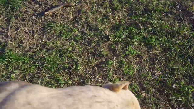 Встреча с собаками после долгой разлуки! Долго не виделись! смотреть онлайн