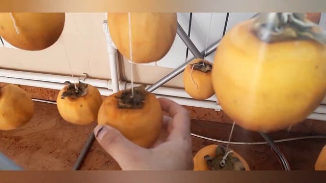 ԱՐՔԱՅԱՆԱՐՆՋԻ ՉԻՐ #խուրմա СУШЁНАЯ КОРОЛЁК #хурма