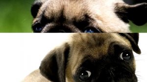 Порода собак. Мопс.Все что нужна знать о любознательной собачке-компаньоне