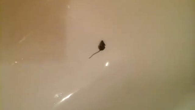 Мышь в ванной часть 2 смотреть онлайн