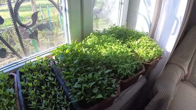 Рассада. Подготовка рассады к посадке на дачном участке смотреть онлайн