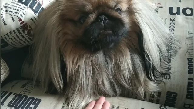 КАК КОДИ УМЕЕТ ДАВАТЬ ЛАПКУ. смотреть онлайн