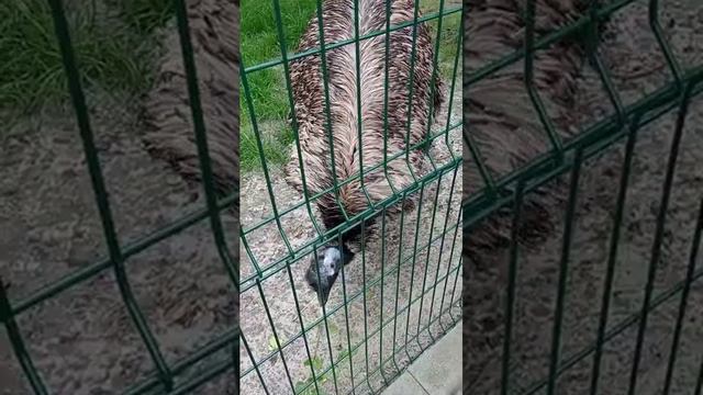 Зоопарк г. Ростов-на-дону. Открытие парка Первая миля 10523