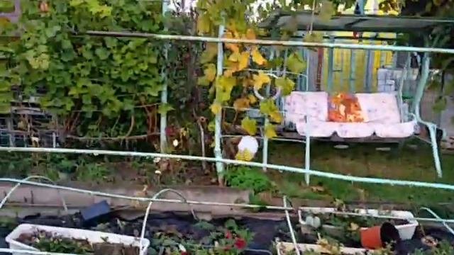 Виноград Подмосковья 25.10.2020, развитие кустов, сорт Колумбия ещё не созрел. Виноградник Копейки