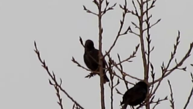 Canon PowerShot SX40 HS Full HD 35x Optical Zoom: Test смотреть онлайн