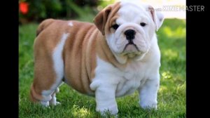 Английский бульдог /описание, уход, содержание