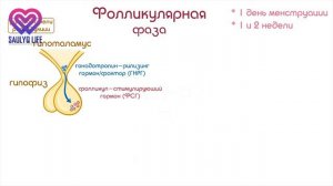 Что такое менструальный цикл?