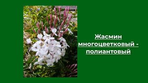 Сорта и виды Жасмина настоящего. Уход за комнатным жасмином