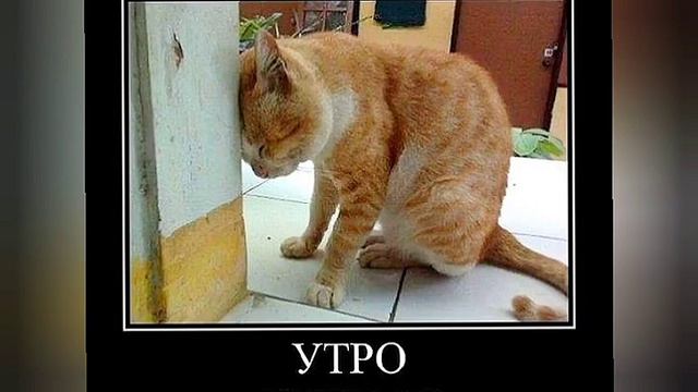 прикольная подборка про понедельник 😁#смехдослез