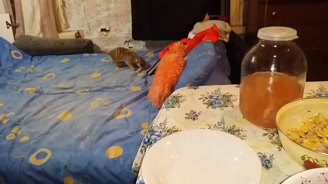 Сурикаты на даче. смотреть онлайн