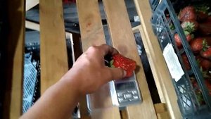 клубника Азия и Сирия