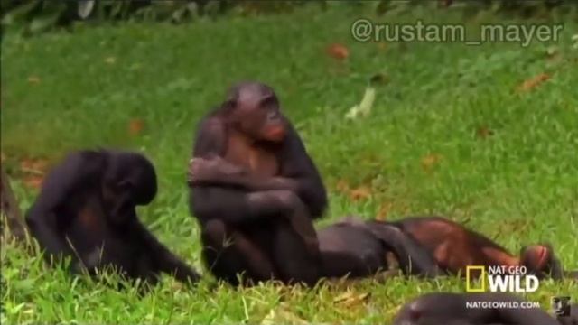Джавид и обезьяны | озвучка