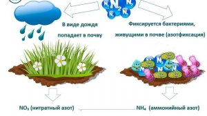 Круговорот Азота