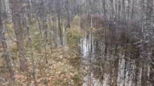 НАЧАЛИ ВОССТАНОВЛЕНИЕ ИЗБУШКИ В ЛЕСУ