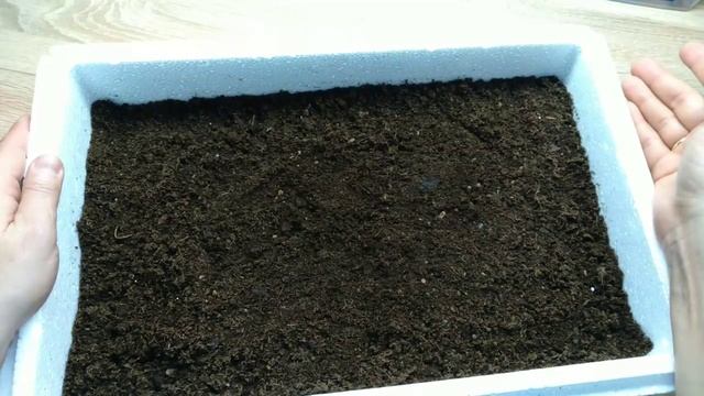 Сеем капусту на рассаду! От А до Я!!! смотреть онлайн