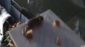 мышь попала в клей для мышей.avi