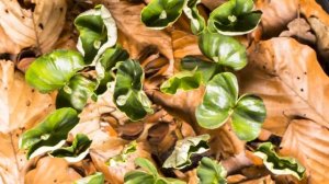 Рост Растений / Ускоренная съемка )