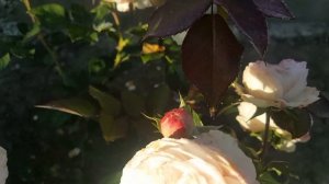 Роза Mariatheresia (Мария Терезия)