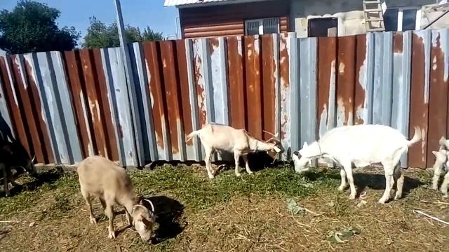 В КАКОМ ВОЗРАСТЕ ЛУЧШЕ КУПИТЬ ДОЙНУЮ КОЗУ? смотреть онлайн