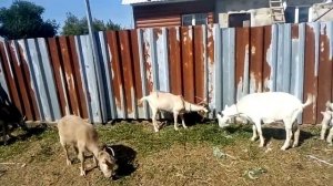 В КАКОМ ВОЗРАСТЕ ЛУЧШЕ КУПИТЬ ДОЙНУЮ КОЗУ?