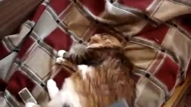 отличный способ избавления кота от блох смотреть онлайн