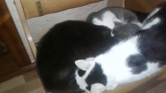 Баська, Васька и Дуська. смотреть онлайн