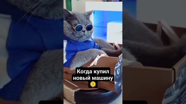 Смотрите 🫠 ваши настроения поднимает 🙋( видео не моё)👤 @kotetv #cat #кошка #котики